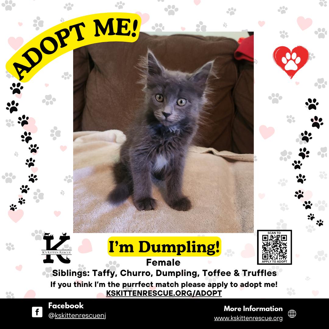 Enlarge Dumpling, a ADOPTABLE Domestic Short Hair in Brick, NJ image 1/1