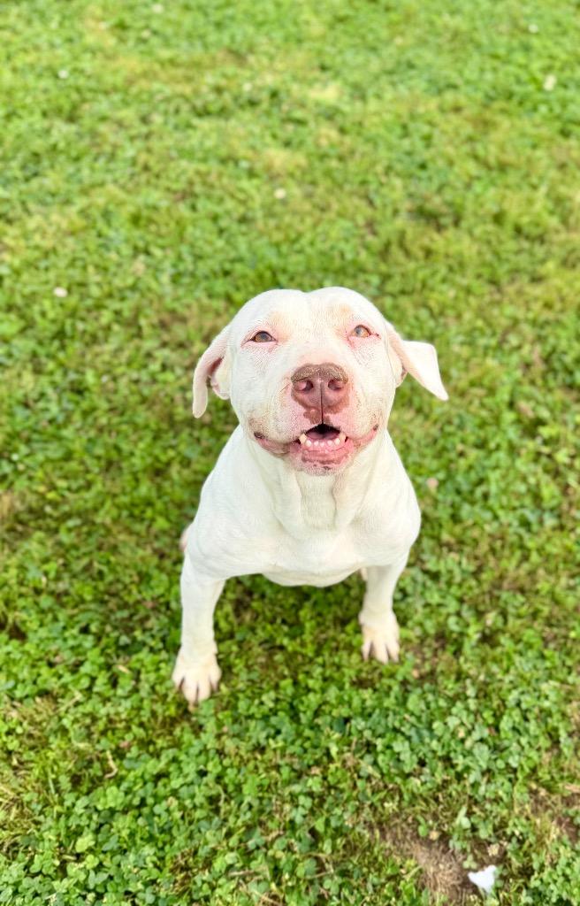 Enlarge Cutie Pie/Daisy, a Adoptable mixed breed in Hopkinsville, KY image 1/6