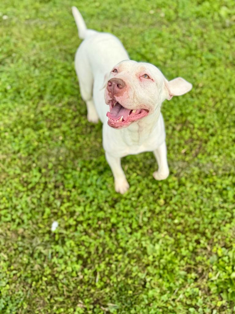 Enlarge Cutie Pie/Daisy, a Adoptable mixed breed in Hopkinsville, KY image 2/6