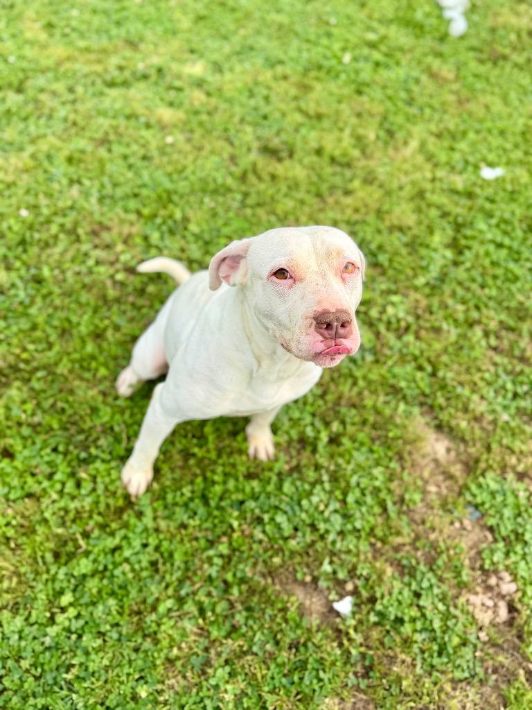 Enlarge Cutie Pie/Daisy, a Adoptable mixed breed in Hopkinsville, KY image 3/6