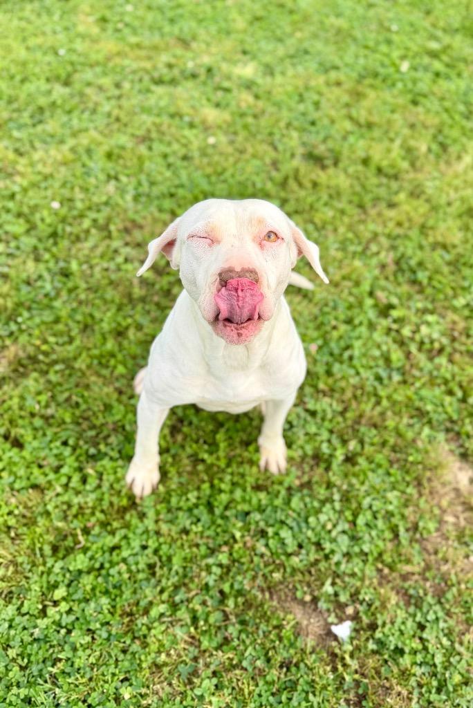 Enlarge Cutie Pie/Daisy, a Adoptable mixed breed in Hopkinsville, KY image 4/6