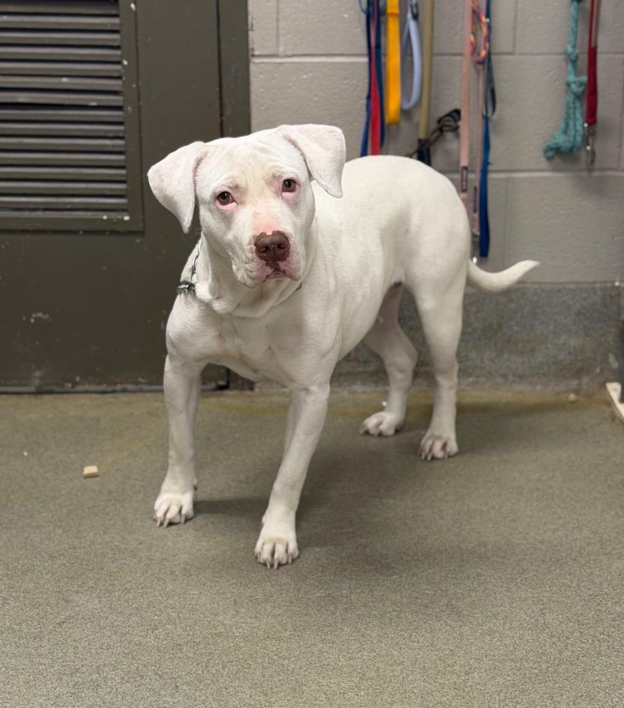 Enlarge Cutie Pie/Daisy, a Adoptable mixed breed in Hopkinsville, KY image 5/6