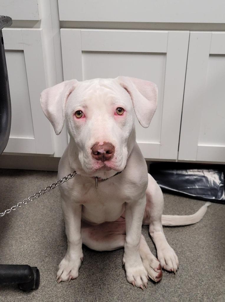 Enlarge Cutie Pie/Daisy, a Adoptable mixed breed in Hopkinsville, KY image 6/6
