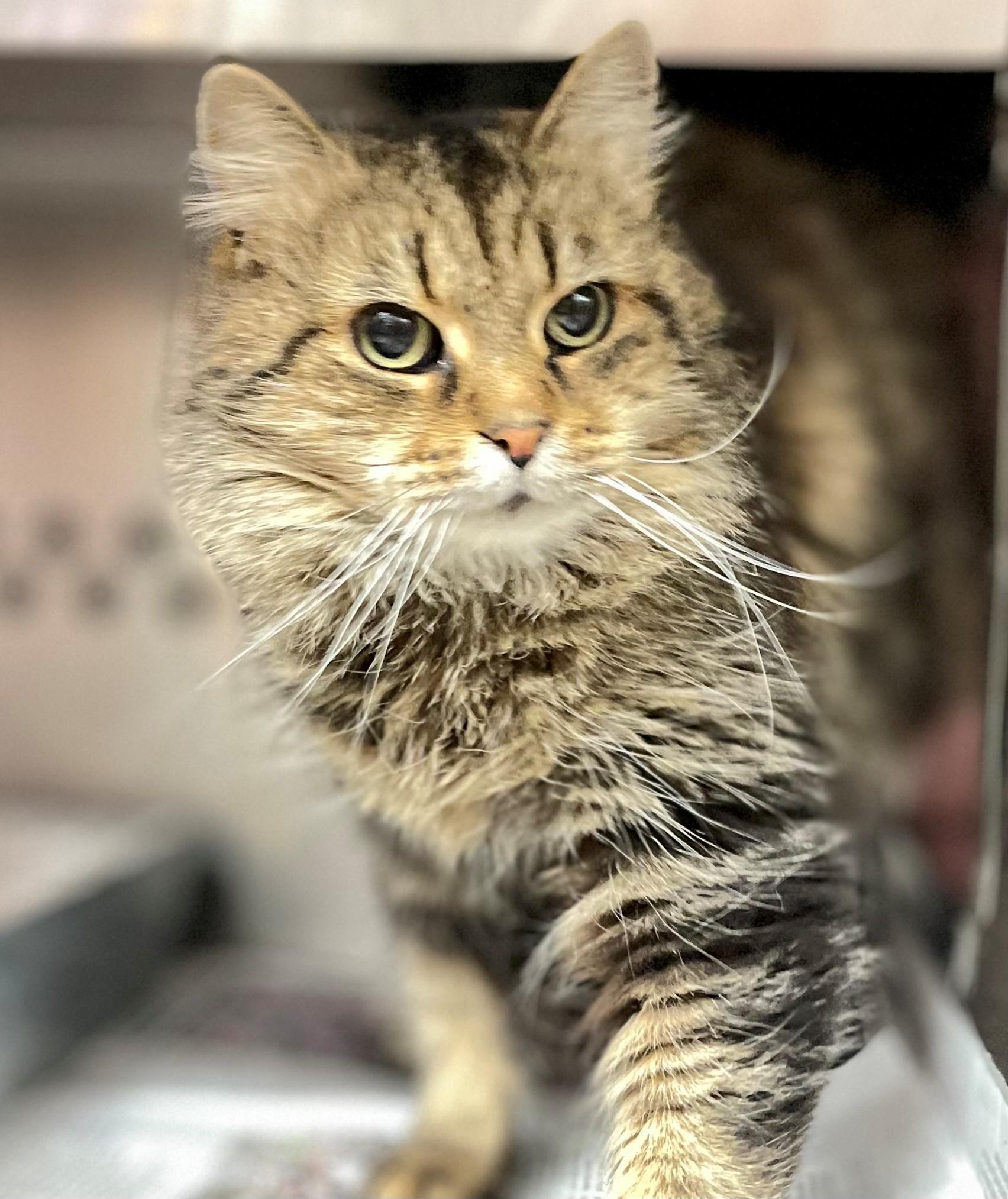 Elora, an adoptable Domestic Medium Hair in Hamilton, ON image 2/6