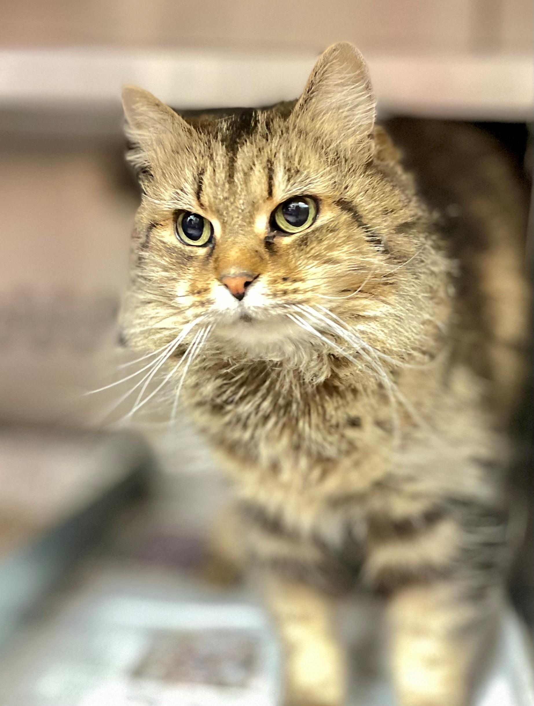 Elora, an adoptable Domestic Medium Hair in Hamilton, ON image 4/6