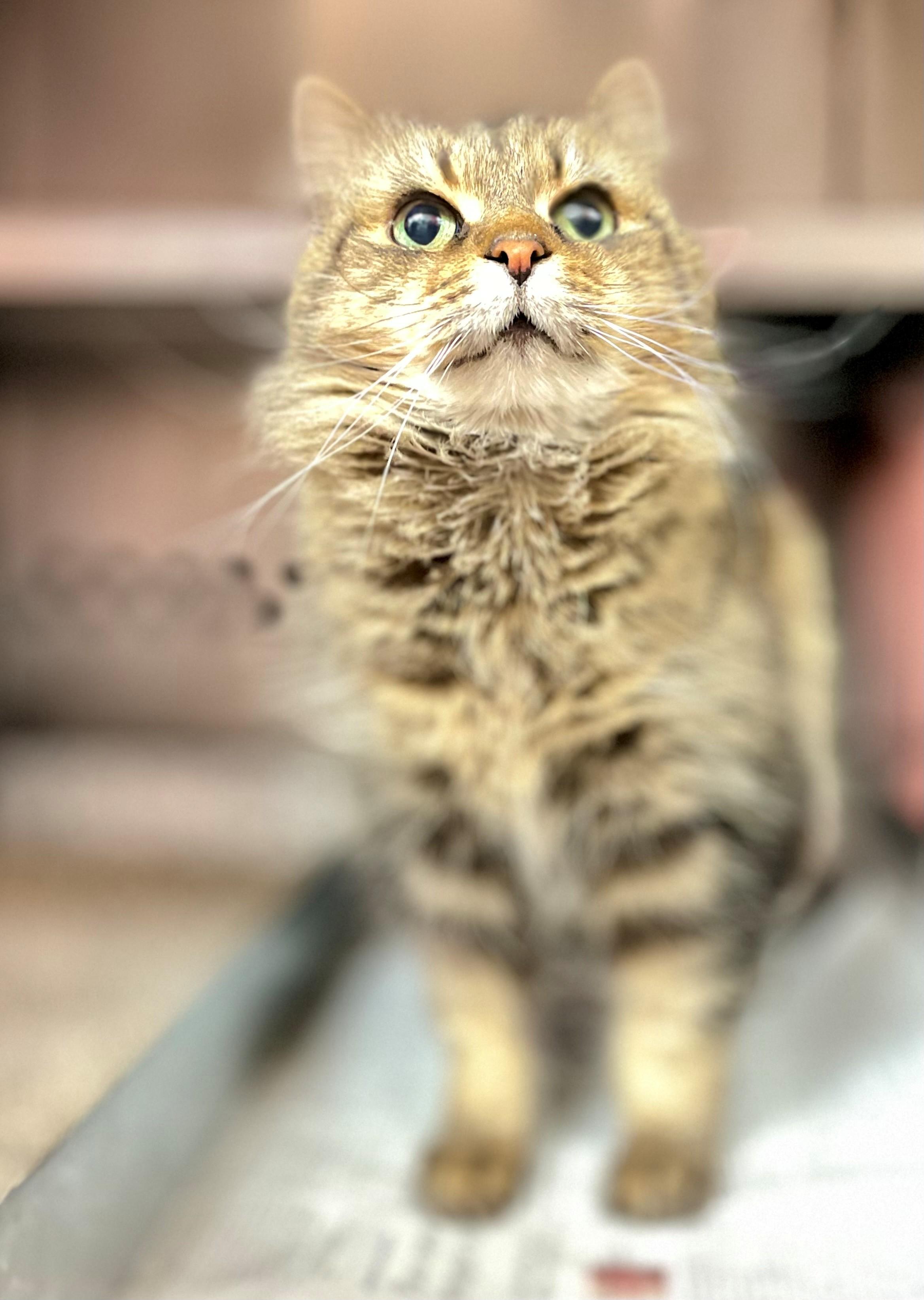 Elora, an adoptable Domestic Medium Hair in Hamilton, ON image 3/6