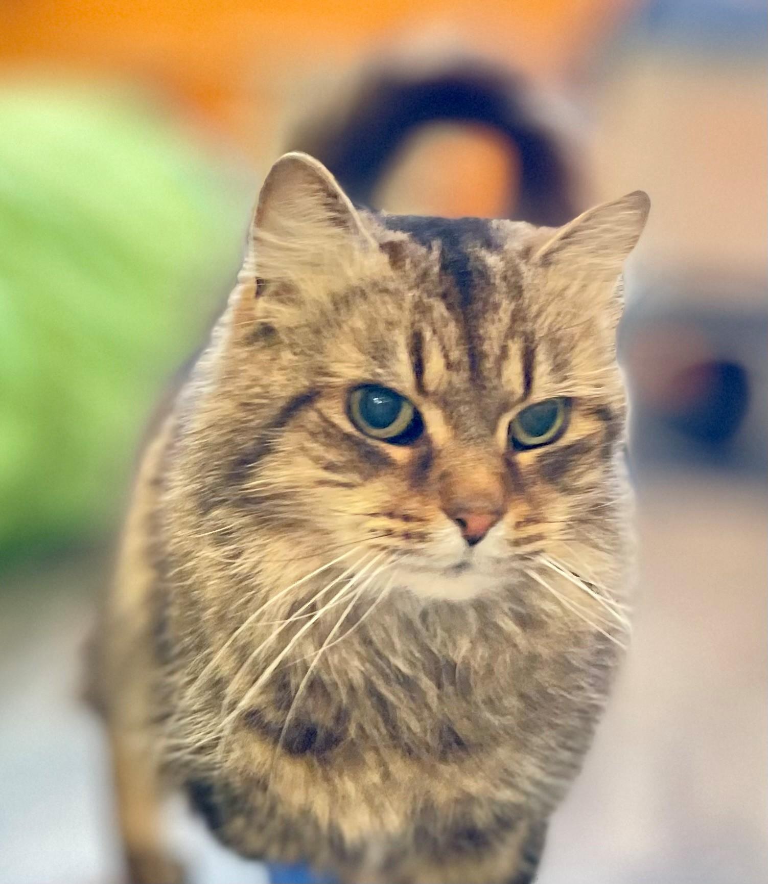 Elora, an adoptable Domestic Medium Hair in Hamilton, ON image 6/6