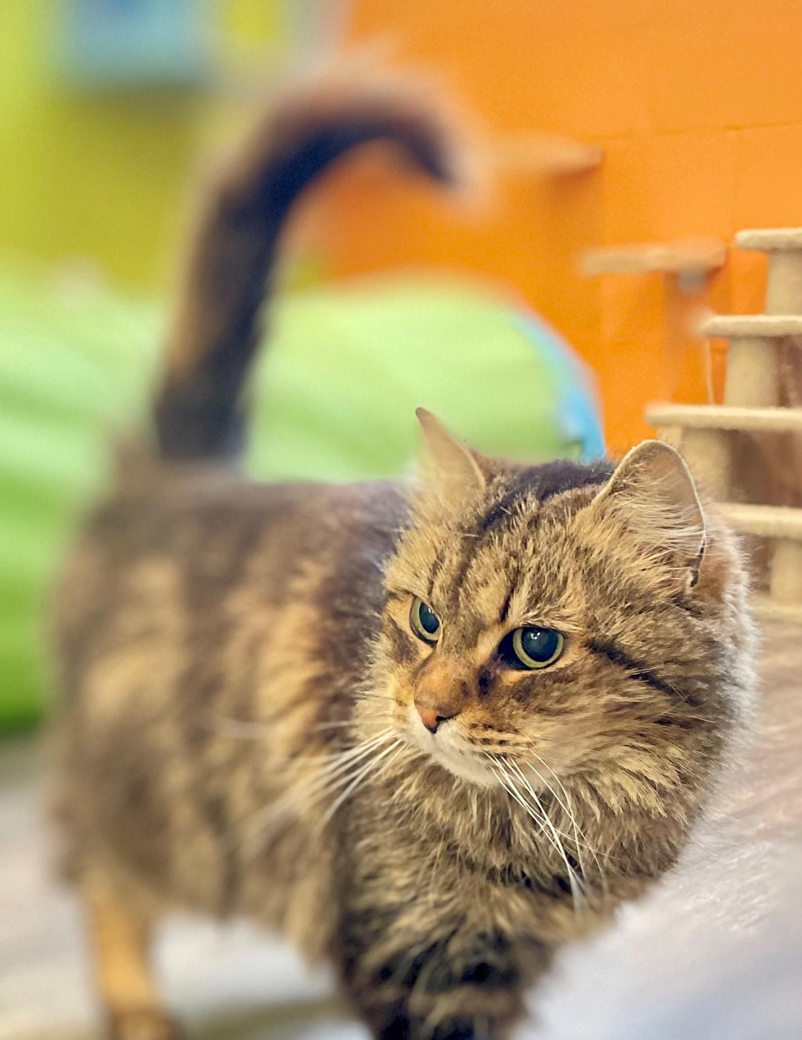Elora, an adoptable Domestic Medium Hair in Hamilton, ON image 5/6