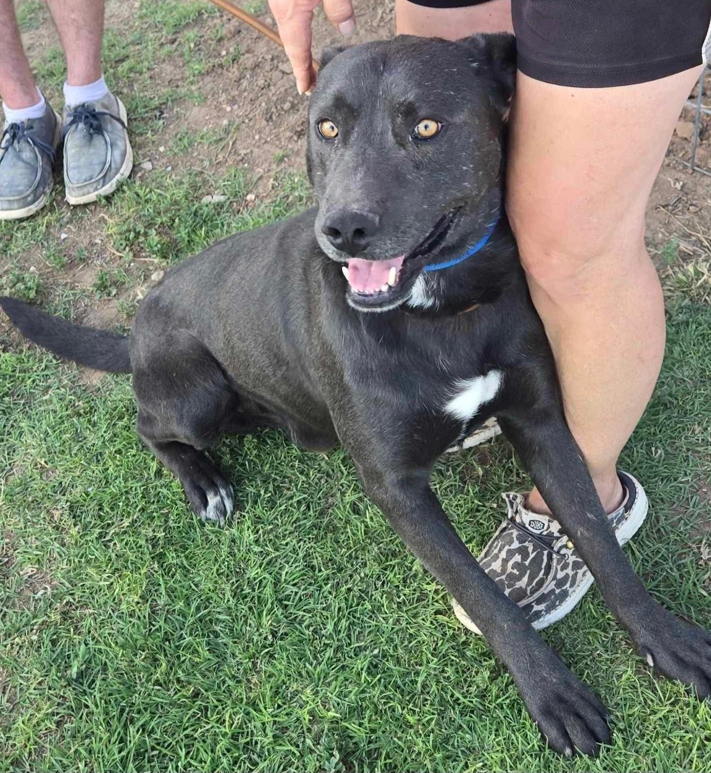 Enlarge Lol-Rory, a ADOPTABLE mixed breed in Billings, MT image 1/3