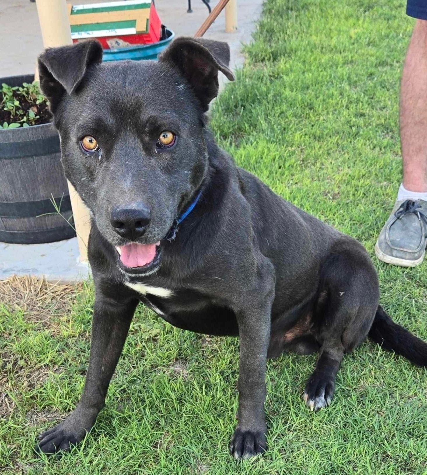 Enlarge Lol-Rory, a ADOPTABLE mixed breed in Billings, MT image 2/3