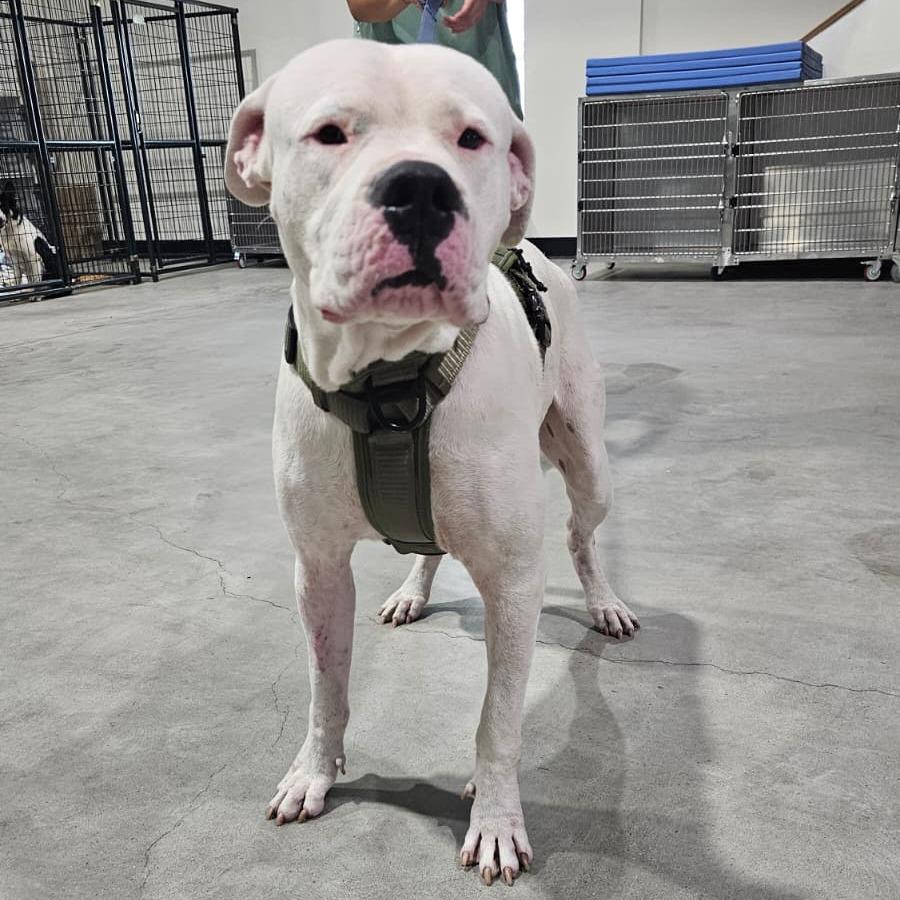 Gordon, Adoptable, Adult Male Pit Bull Terrier.