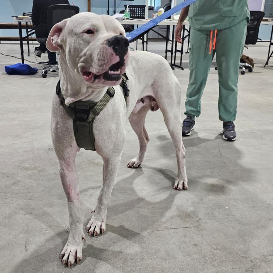 Enlarge Gordon, a Adoptable Pit Bull Terrier in Harlingen, TX image 2/3