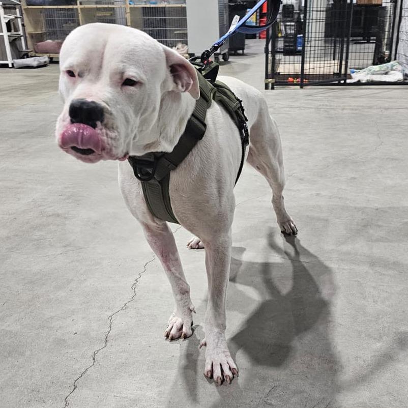 Enlarge Gordon, a Adoptable Pit Bull Terrier in Harlingen, TX image 3/3