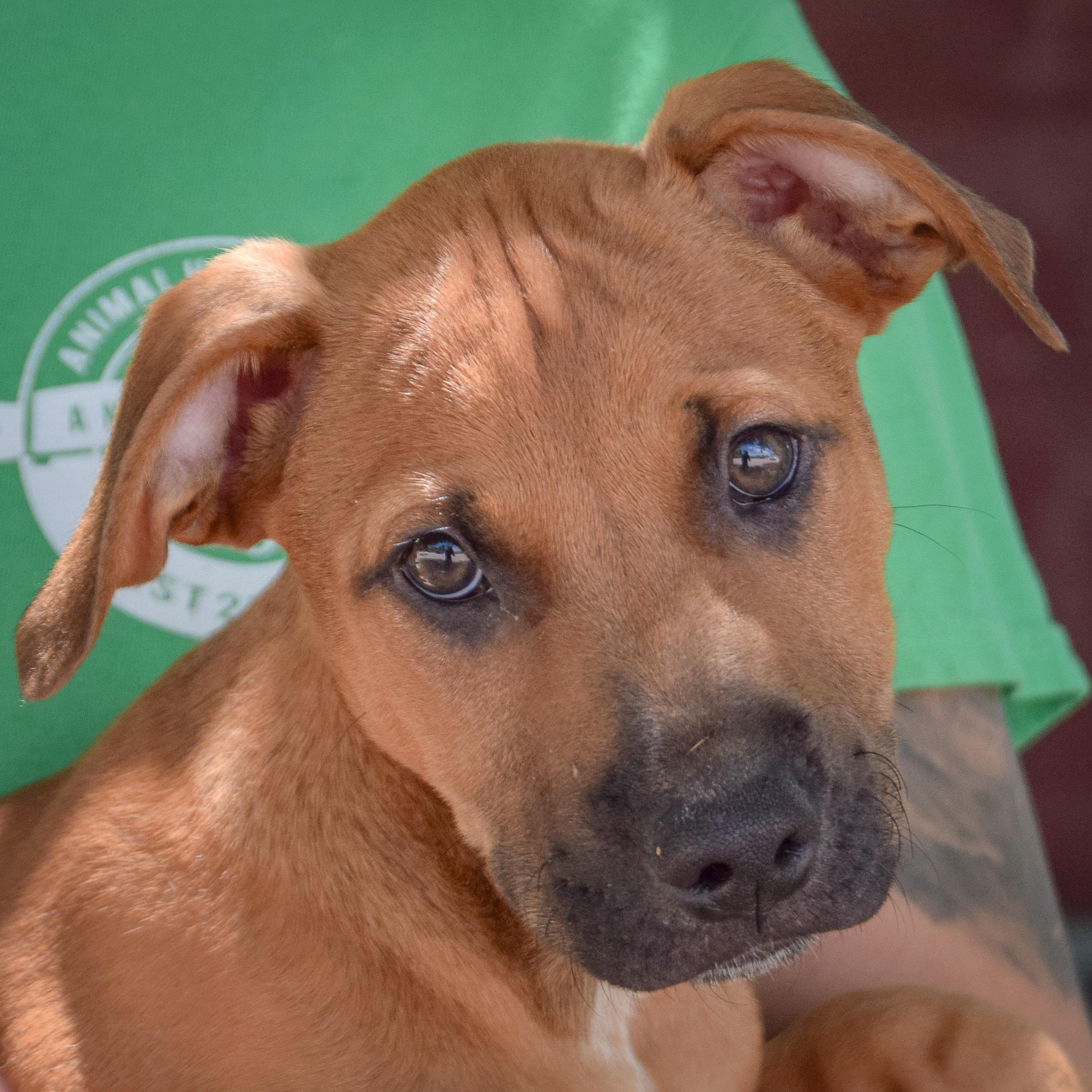 Froggy, Baby Male German Shepherd Dog