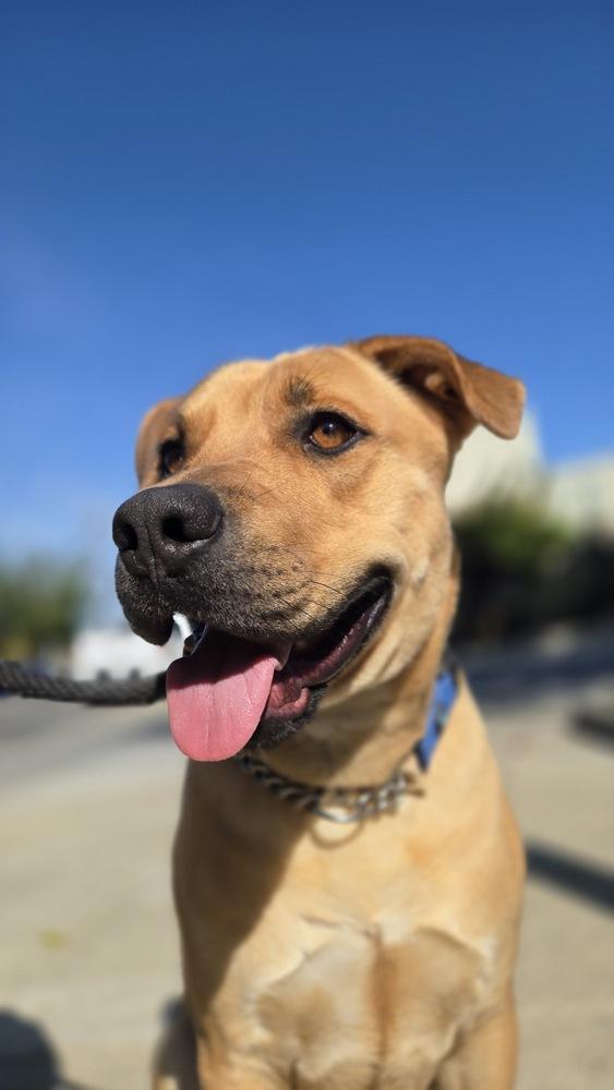 Enlarge Pluto, a Adoptable mixed breed in Pleasant Hill, CA image 1/6