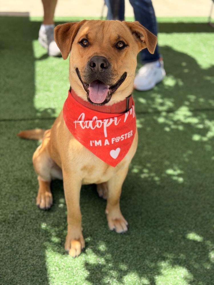 Enlarge Pluto, a Adoptable mixed breed in Pleasant Hill, CA image 2/4