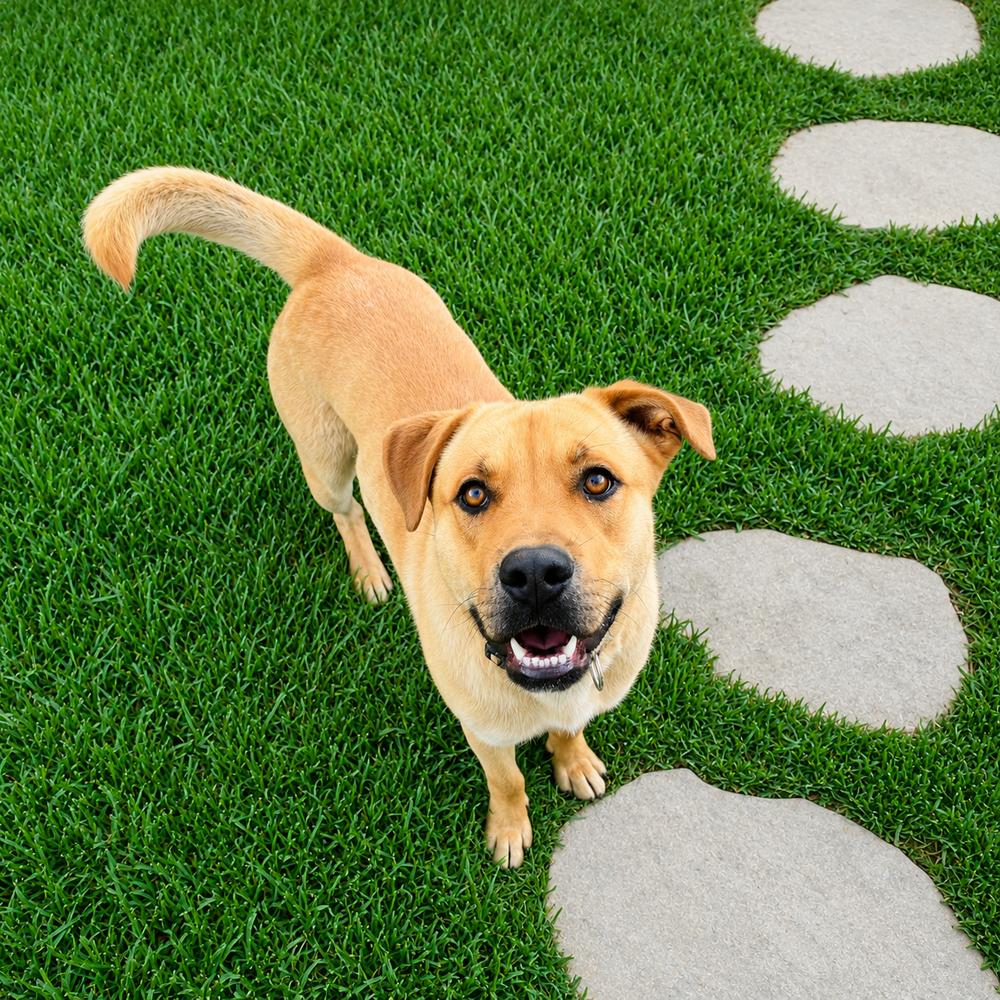 Enlarge Pluto, a Adoptable mixed breed in Pleasant Hill, CA image 3/4
