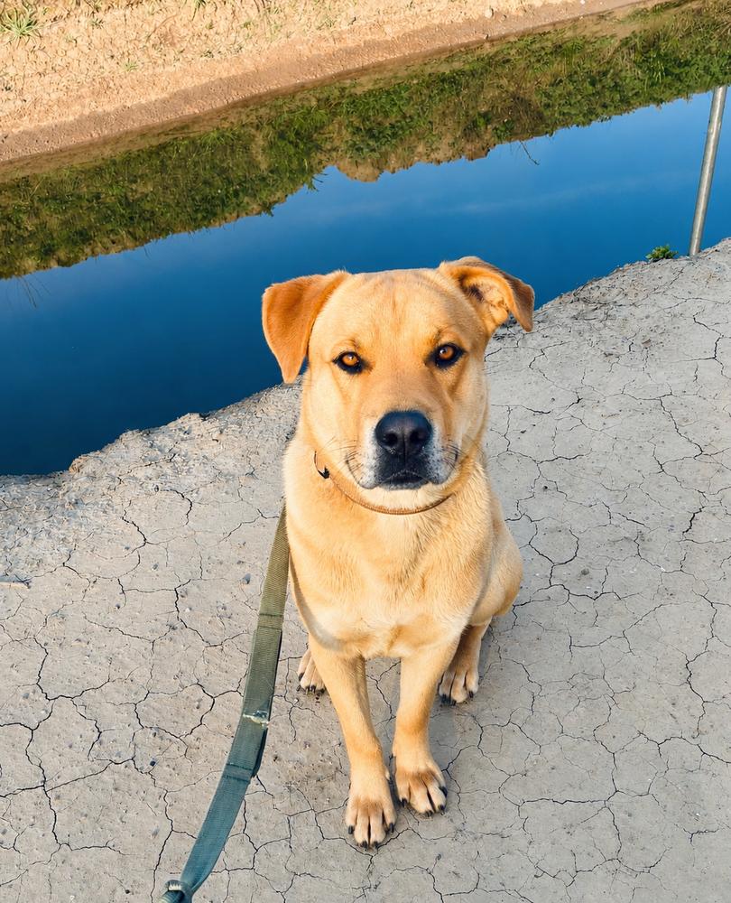Enlarge Pluto, a Adoptable mixed breed in Pleasant Hill, CA image 4/4