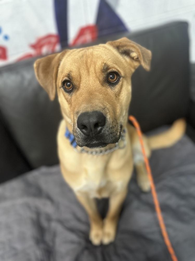 Enlarge Pluto, a Adoptable mixed breed in Pleasant Hill, CA image 6/6