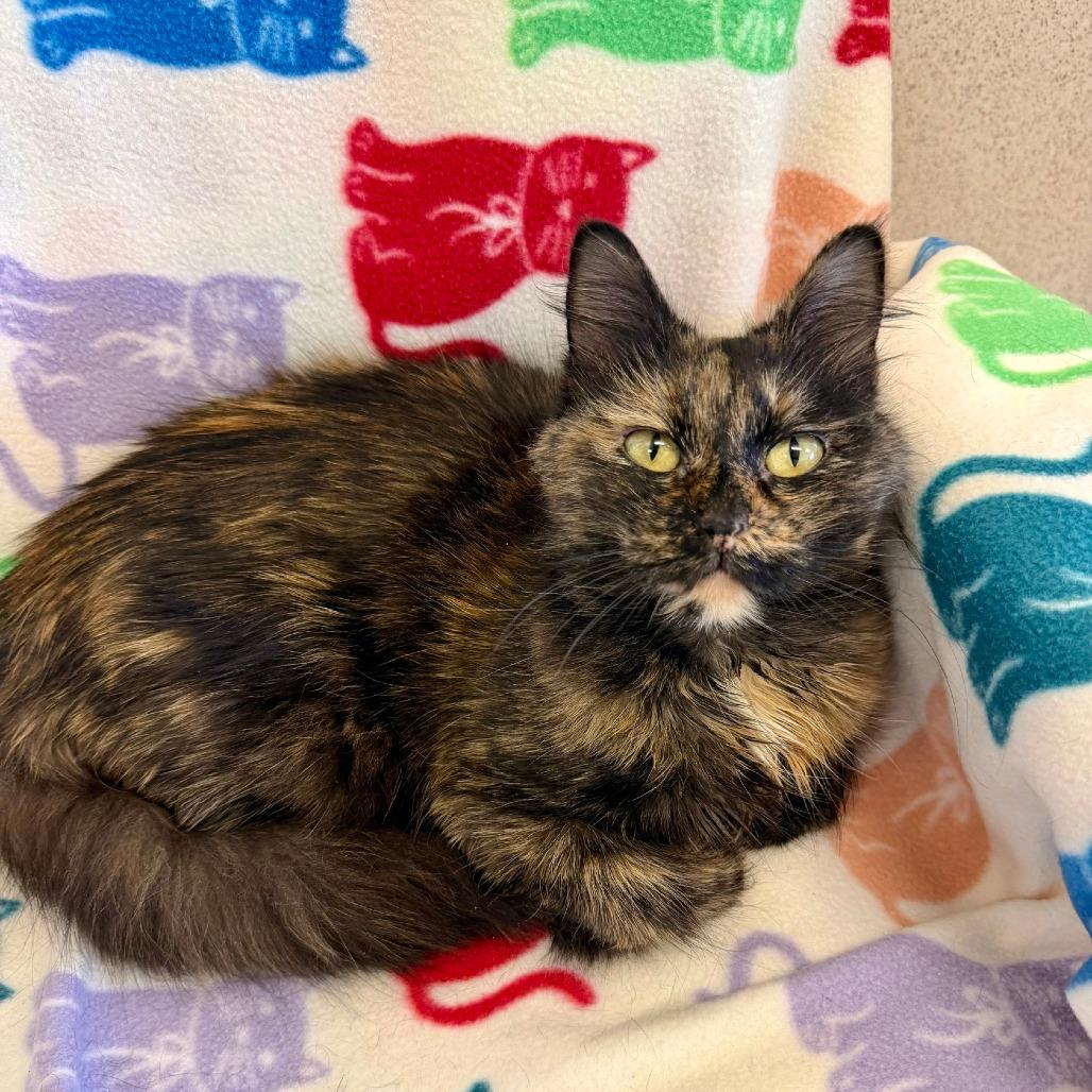 Enlarge Robin Egg, a Adoptable Domestic Medium Hair in Naperville, IL image 1/6