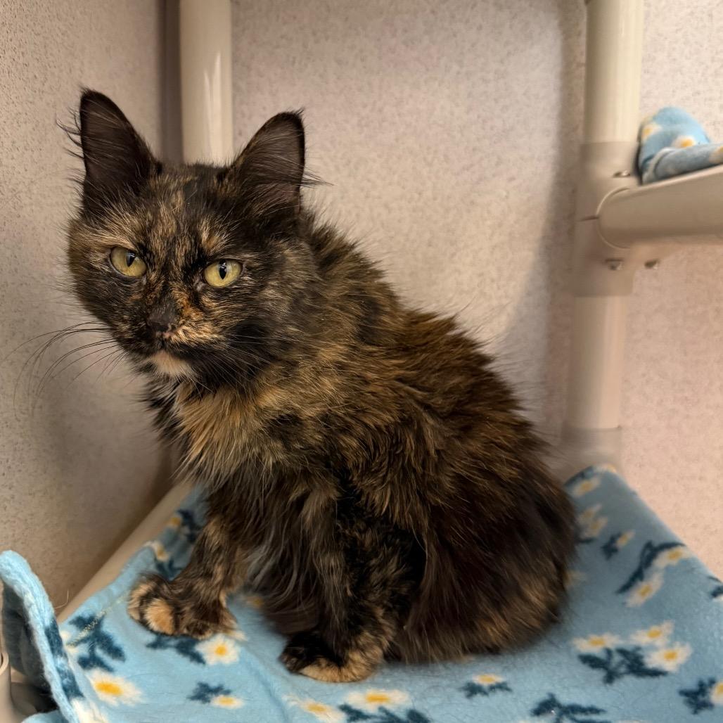 Enlarge Robin Egg, a Adoptable Domestic Medium Hair in Naperville, IL image 2/6