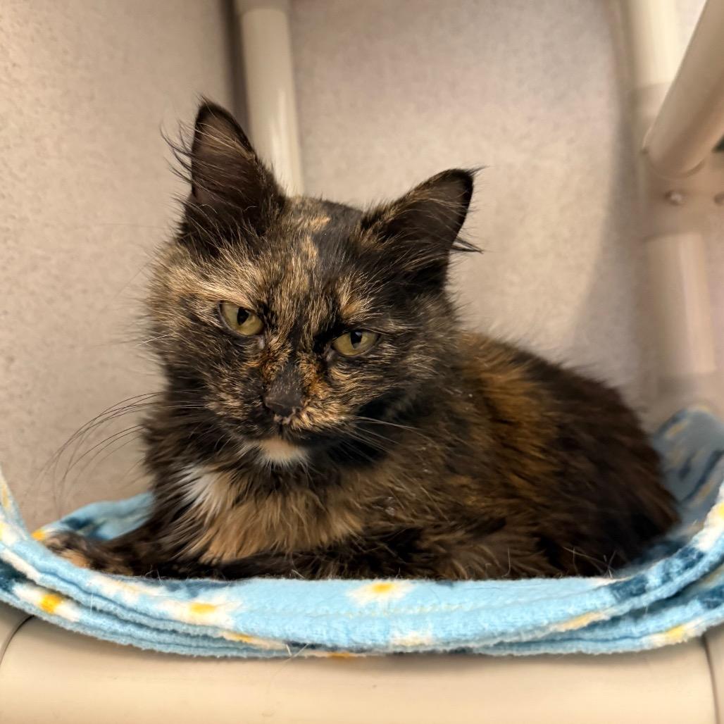 Enlarge Robin Egg, a Adoptable Domestic Medium Hair in Naperville, IL image 3/6