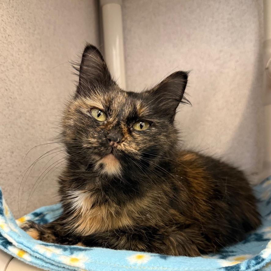 Enlarge Robin Egg, a Adoptable Domestic Medium Hair in Naperville, IL image 4/6