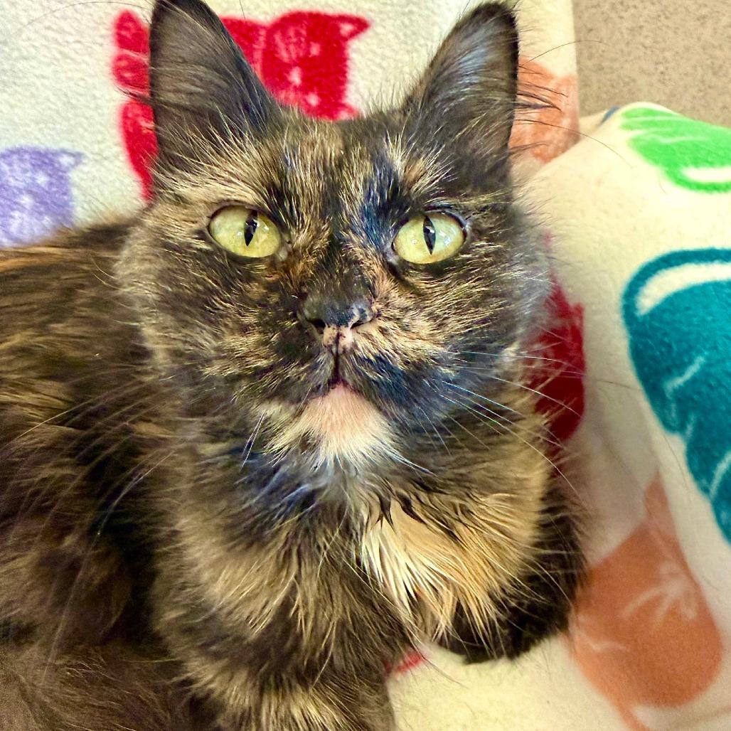 Enlarge Robin Egg, a Adoptable Domestic Medium Hair in Naperville, IL image 5/6