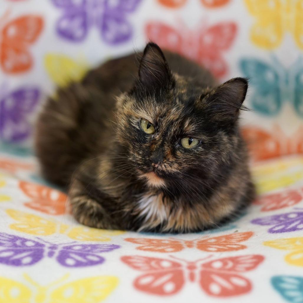 Enlarge Robin Egg, a Adoptable Domestic Medium Hair in Naperville, IL image 6/6