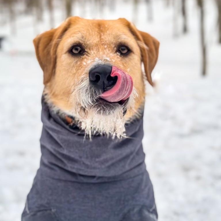 Enlarge Archie, a Adoptable mixed breed in Pittsburgh, PA image 1/6