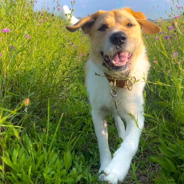 Enlarge Archie, a Adoptable mixed breed in Pittsburgh, PA image 2/6