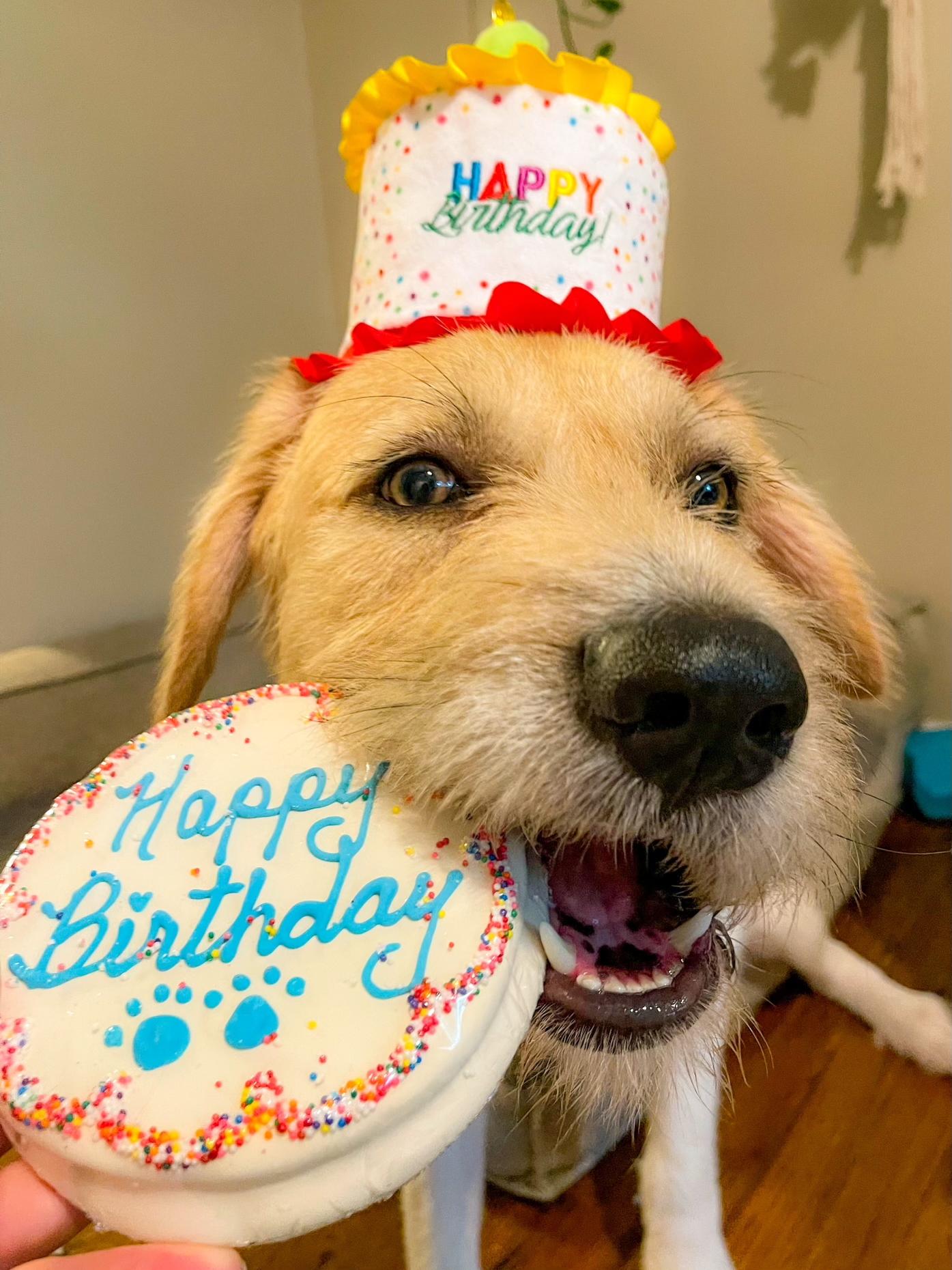 Enlarge Archie, a Adoptable mixed breed in Pittsburgh, PA image 6/6