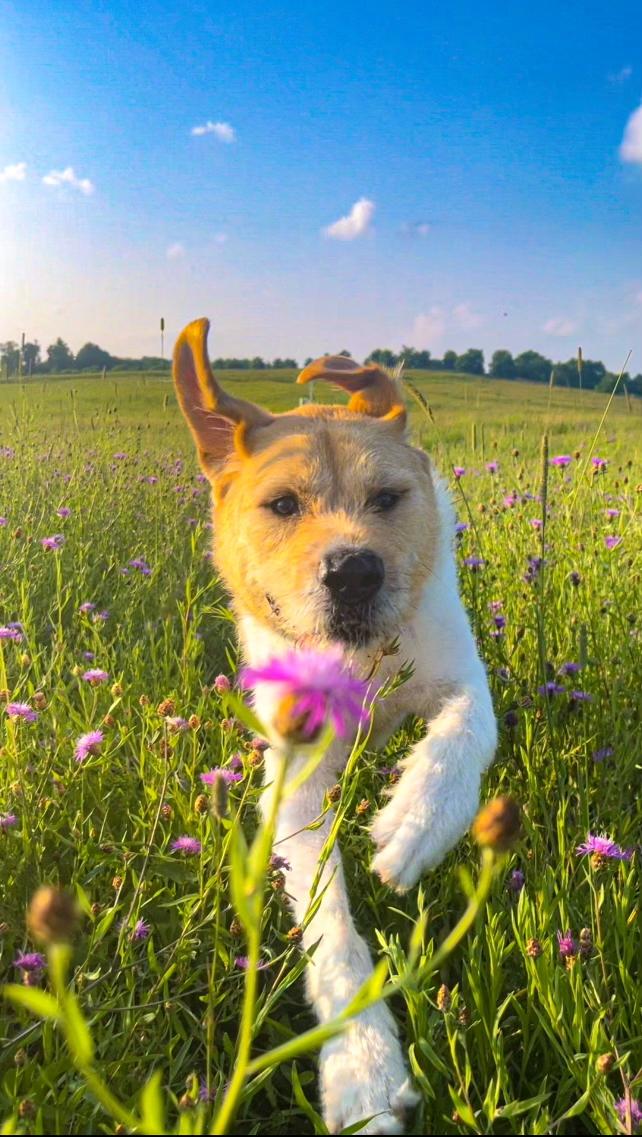 Enlarge Archie, a Adoptable mixed breed in Pittsburgh, PA image 5/6