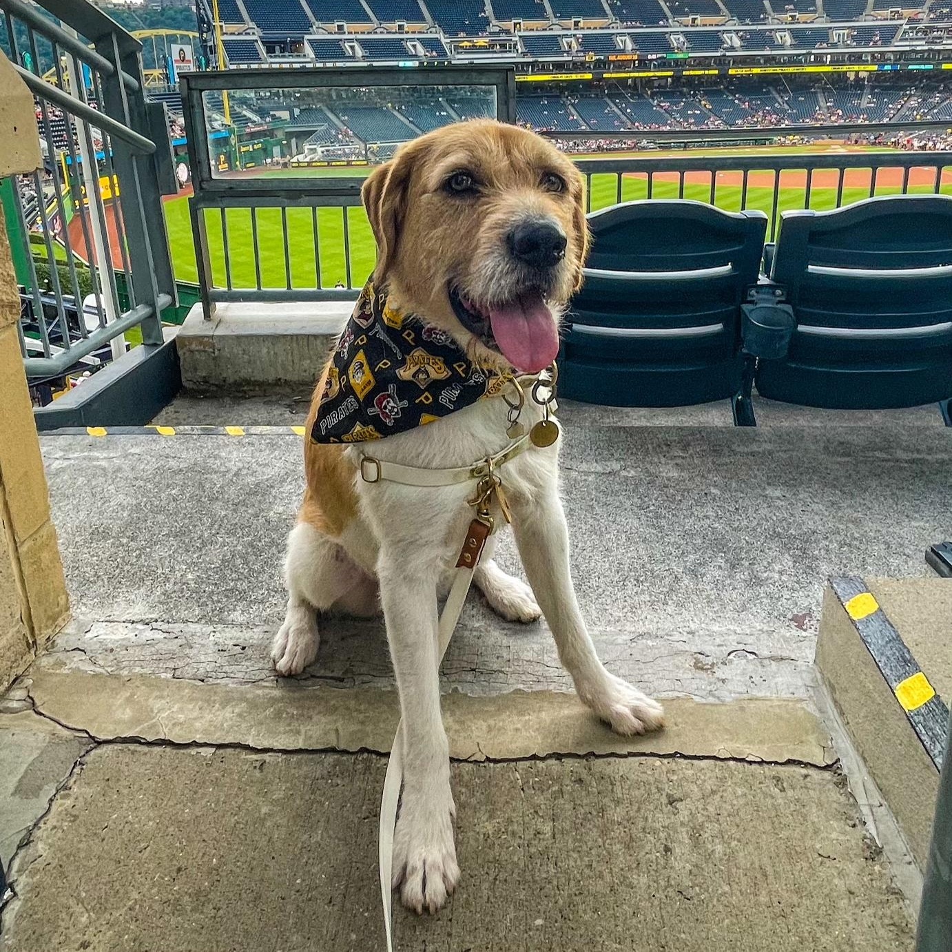 Enlarge Archie, a Adoptable mixed breed in Pittsburgh, PA image 3/6