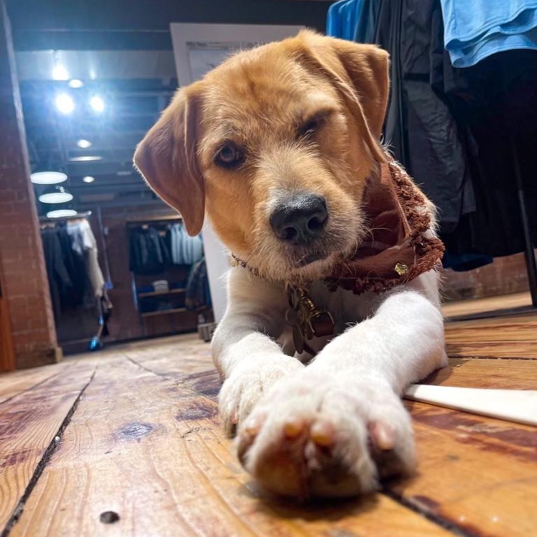 Enlarge Archie, a Adoptable mixed breed in Pittsburgh, PA image 4/6