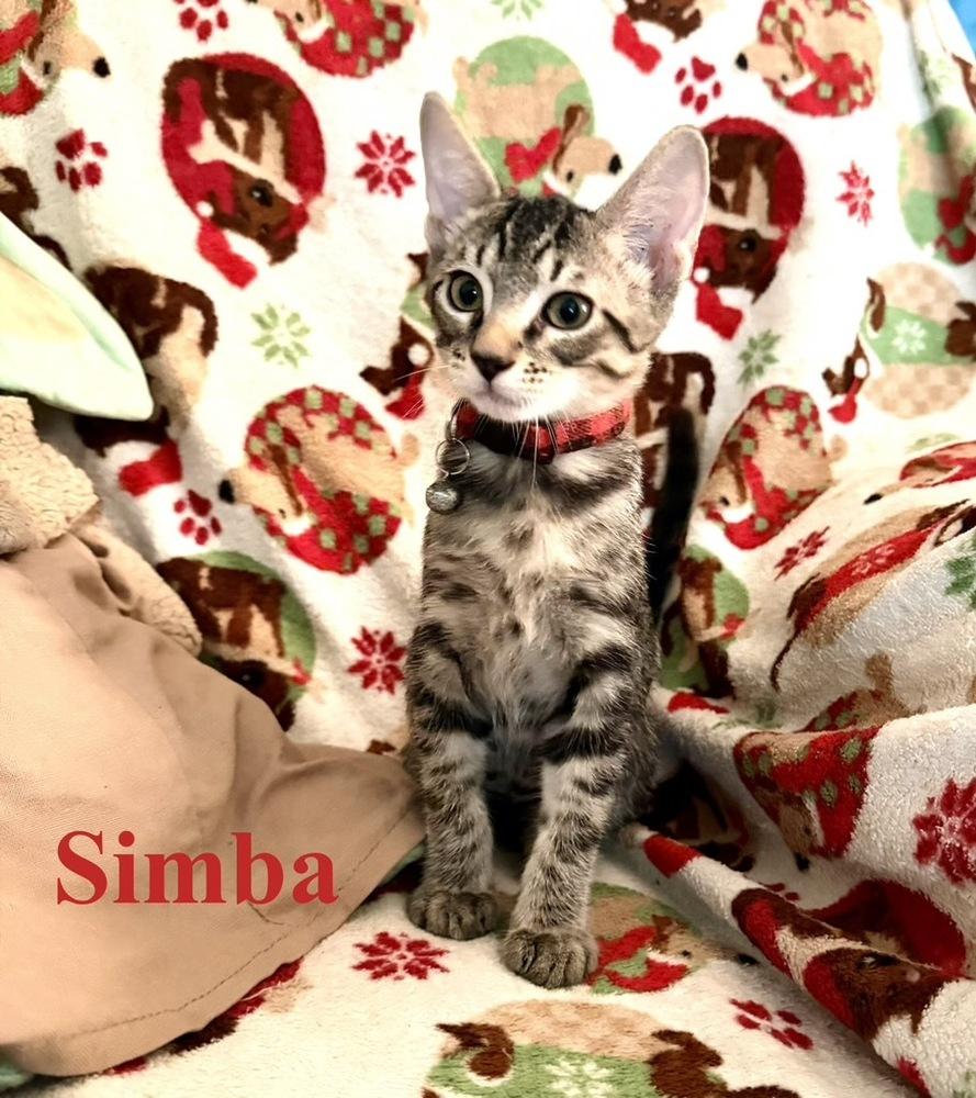 Simba, Adoptable, Kitten Male Tabby.