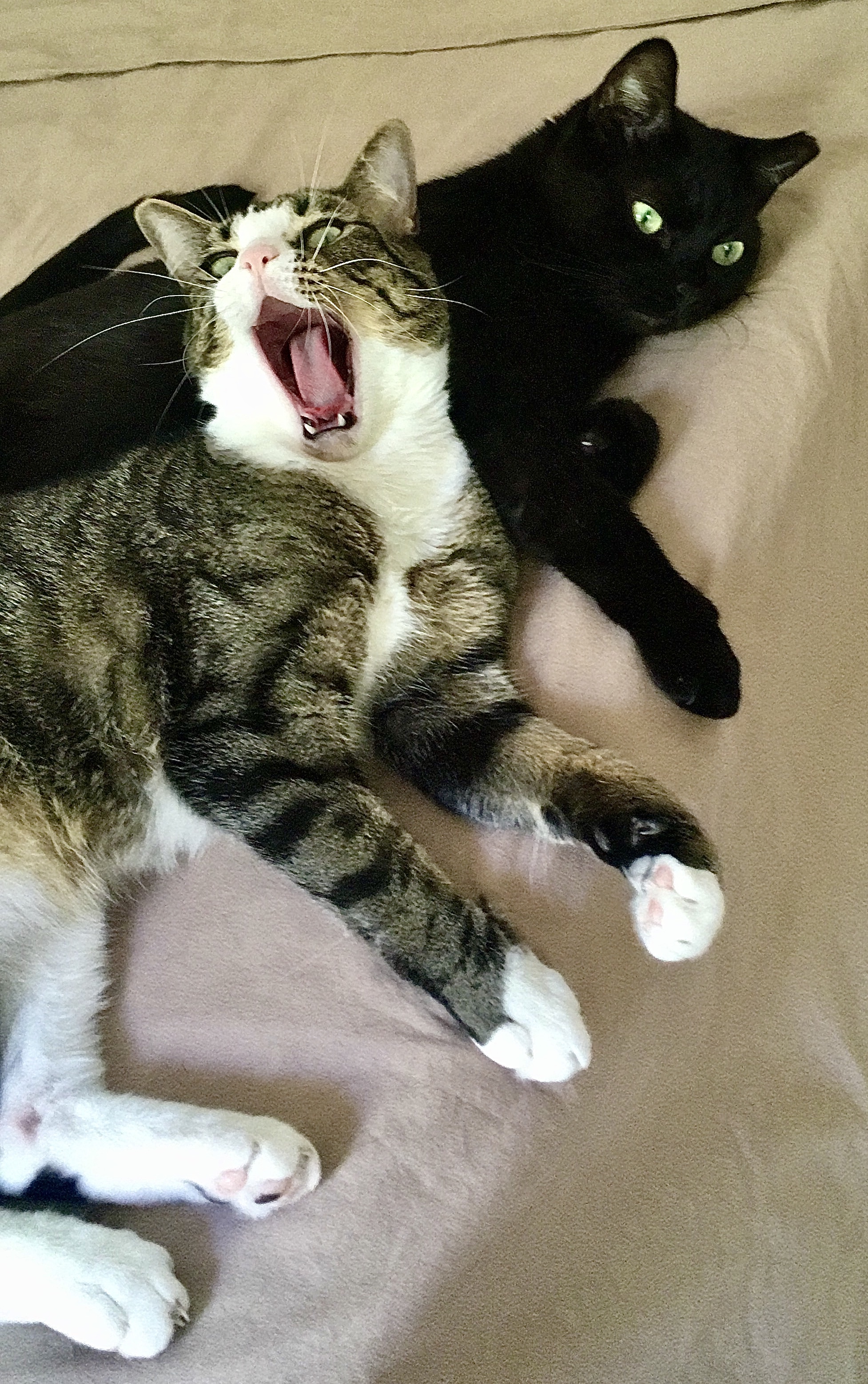 Pippin and Blacky, Adoptable, Young Male American Shorthair.