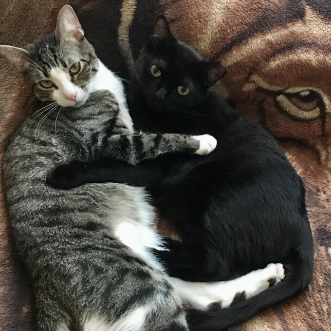 Pippin and Blacky, a Adoptable American Shorthair in Brooklyn, NY image 2/12