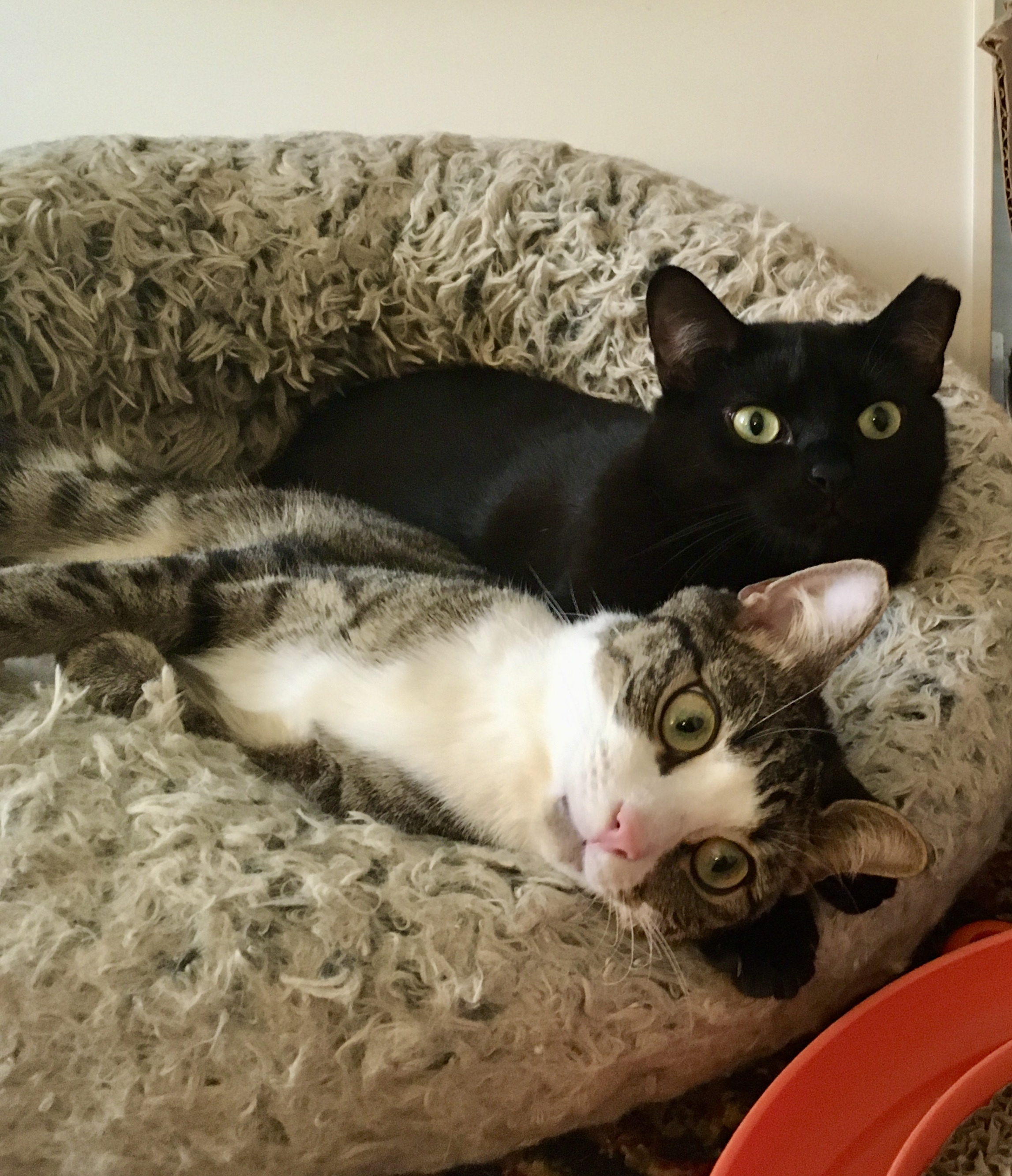 Pippin and Blacky, a Adoptable American Shorthair in Brooklyn, NY image 3/12