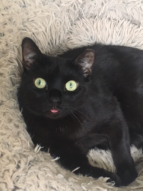 Pippin and Blacky, a Adoptable American Shorthair in Brooklyn, NY image 4/12