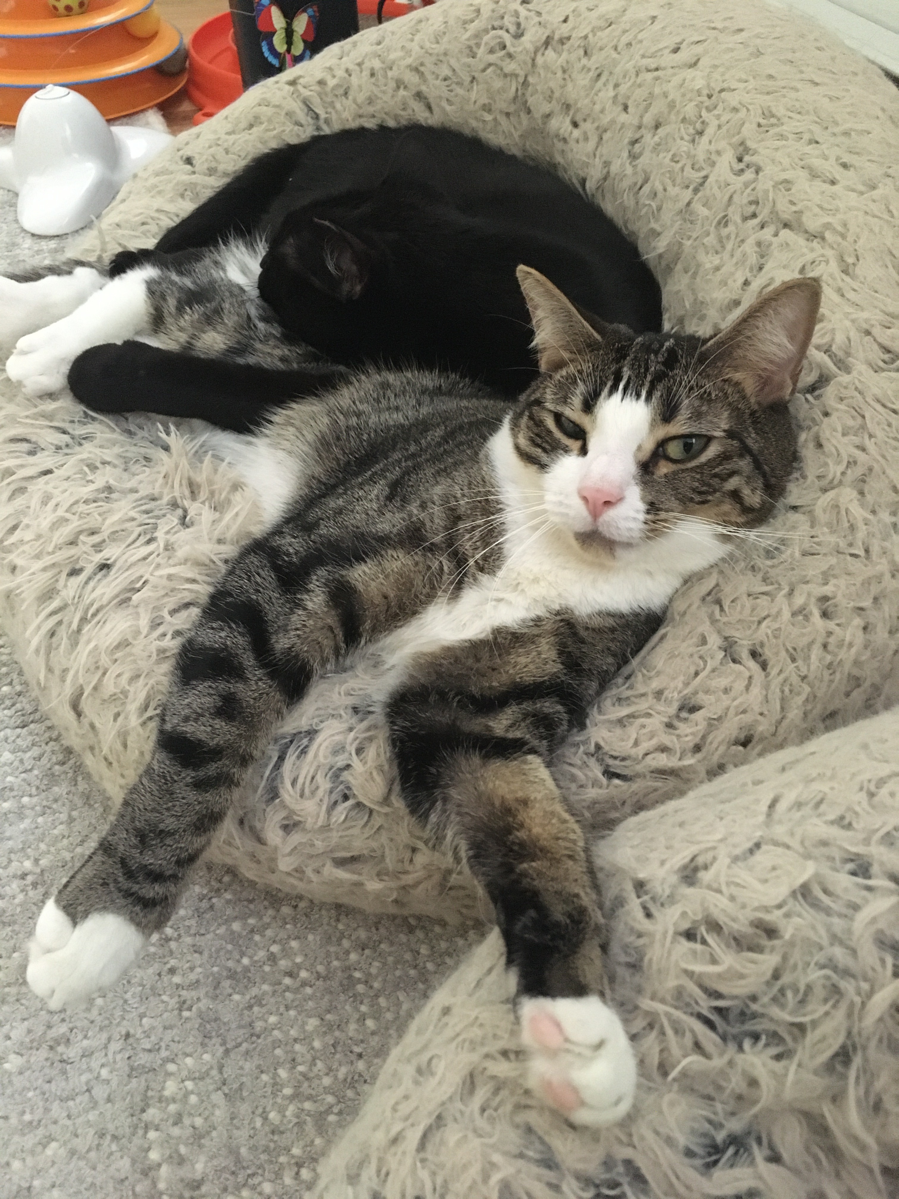 Pippin And Blacky thumbnail 5