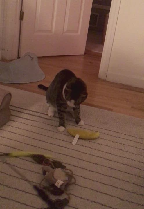 Enlarge Pippin and Blacky, a Adoptable American Shorthair in Brooklyn, NY video 12/12