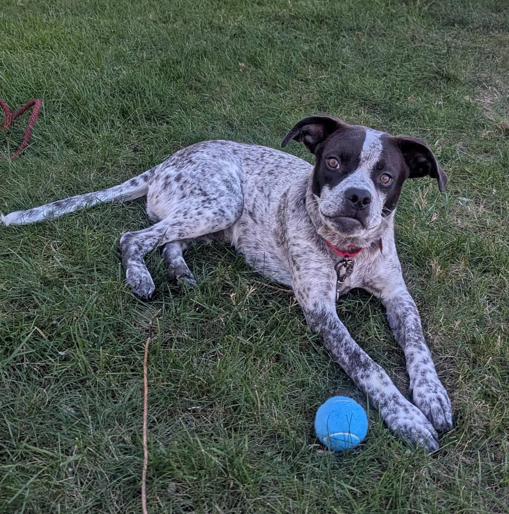 Muggs, Adoptable, Puppy Male Australian Cattle Dog / Blue Heeler.