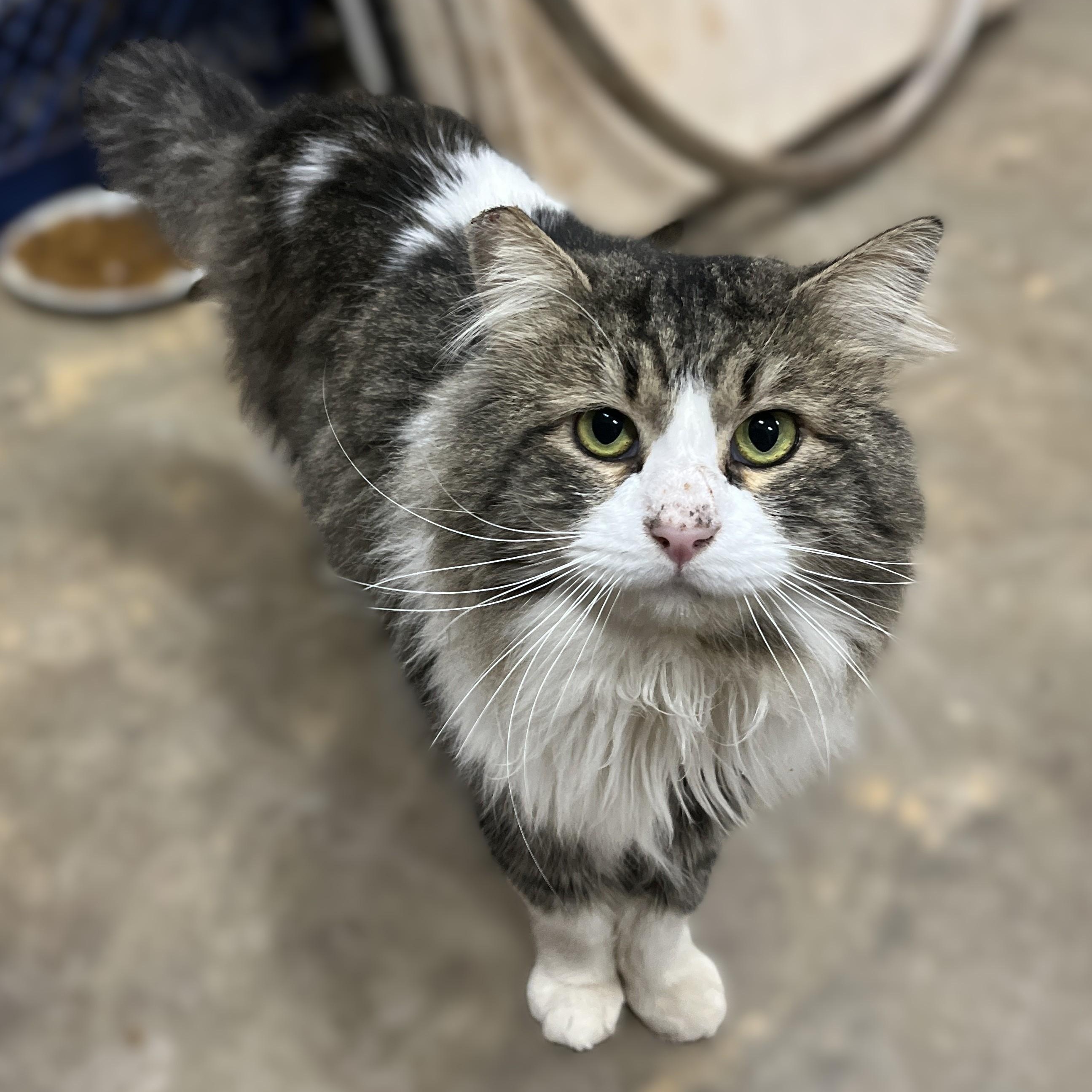 Rocko, a Adoptable Domestic Long Hair in Shingletown, CA image 2/4