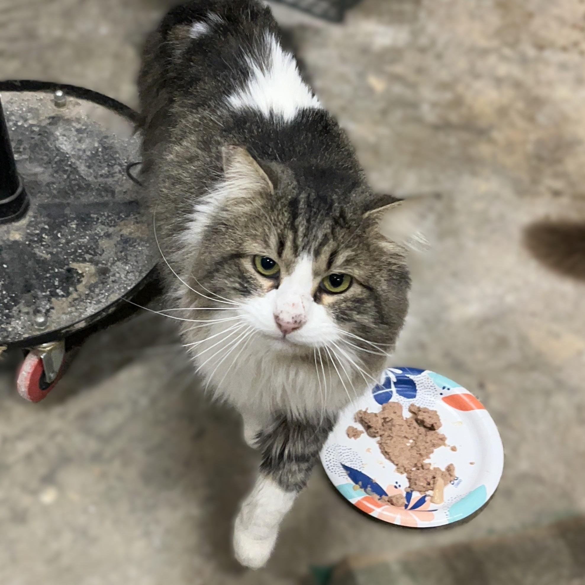Rocko, a Adoptable Domestic Long Hair in Shingletown, CA image 4/4