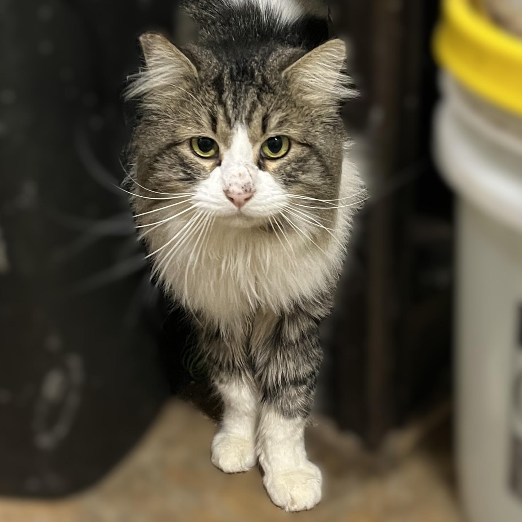 Rocko, a Adoptable Domestic Long Hair in Shingletown, CA image 3/4