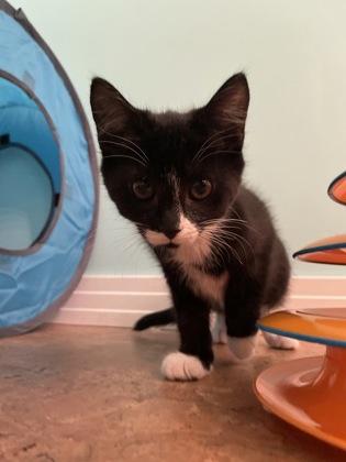 Enlarge Shadow Nightshade, a ADOPTABLE Domestic Short Hair in Cranbrook, BC image 2/3