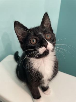 Enlarge Shadow Nightshade, a ADOPTABLE Domestic Short Hair in Cranbrook, BC image 1/3