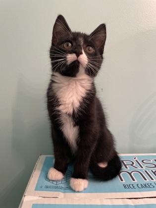 Enlarge Shadow Nightshade, a ADOPTABLE Domestic Short Hair in Cranbrook, BC image 3/3