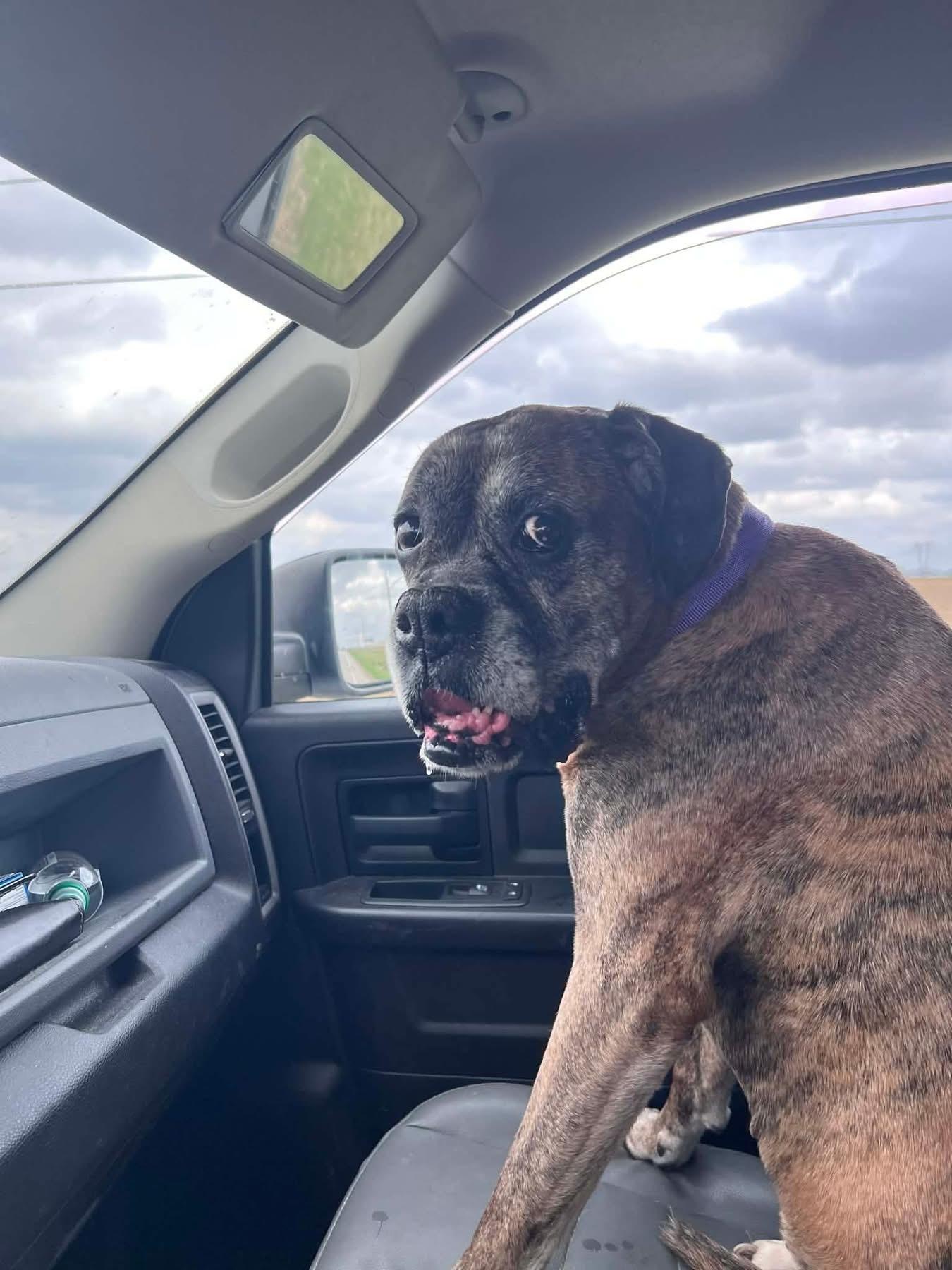 Enlarge Bruno, an adopted Boxer in Fountaintown, IN image 4/6